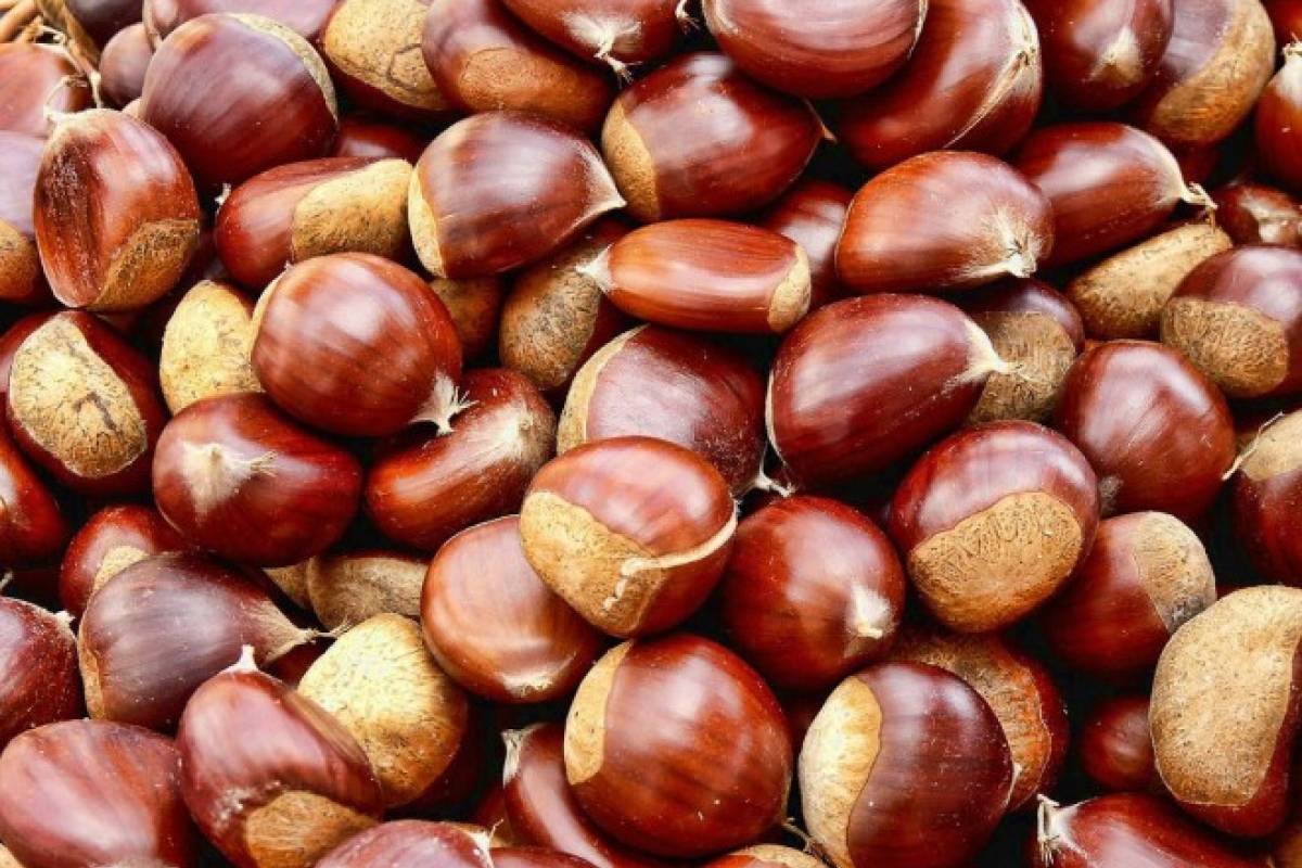 ¿Las castañas engordan?